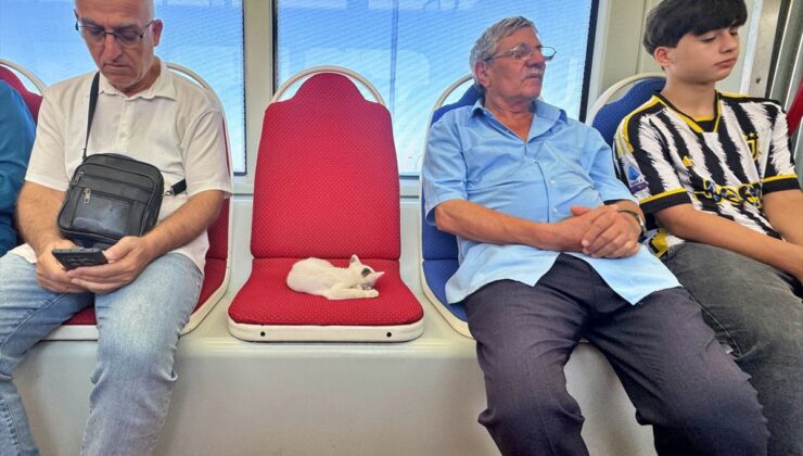 Samsun’da Tramvayda Uyuyan Kedi Yolcuları Isıttı