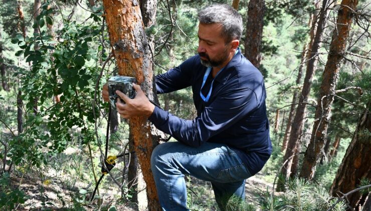 Sarıkamış’ta yaban hayatı 20 yılda 600 bin fotoğrafla belgelendi