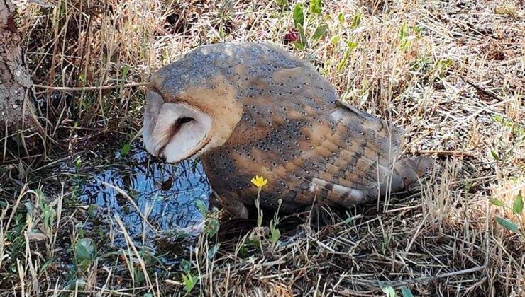 Şarkışla’da Bitkin Halde Bulunan Peçeli Baykuş Tedaviye Alındı