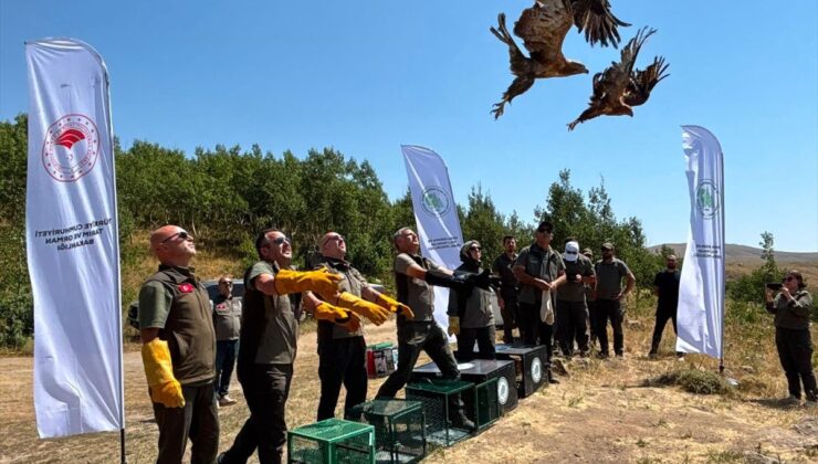 Tedavisi Tamamlanan Yaban Kuşları Nemrut’ta Doğaya Salındı