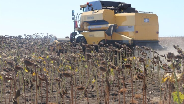 Tekirdağ’da 11 Ayçiçeği Çeşidinin Hasadı Yapıldı