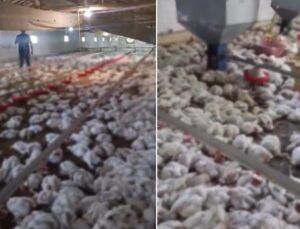 Teknik arıza faciaya dönüştü! 4 bin tavuk telef oldu