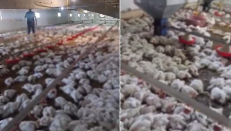Teknik arıza faciaya dönüştü! 4 bin tavuk telef oldu