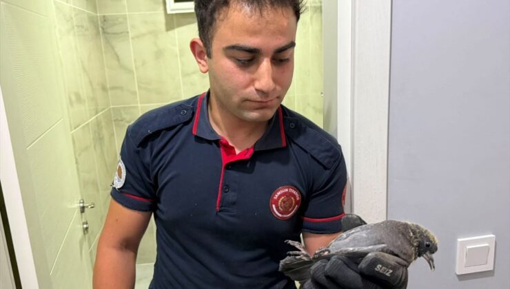 Yavru Güvercin İtfaiye Ekipleriyle Kurtarıldı