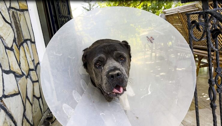 45 Kiloluk Köpeğin Rahminden 6 Kilo 750 Gram Enfeksiyonlu Kitle Çıkarıldı