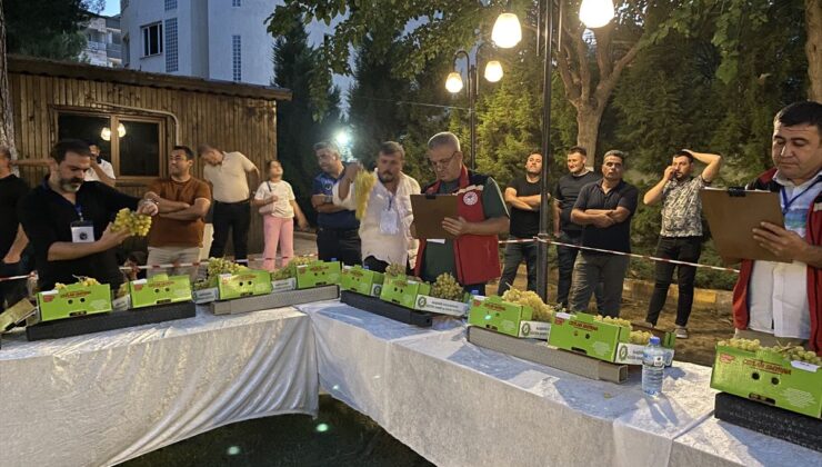 Alaşehir Festivali’nde Sepet Çekme ve Üzüm Yarışmaları