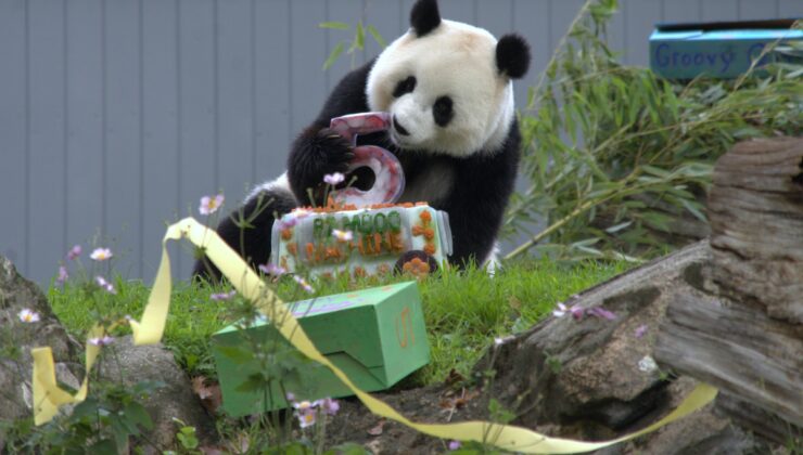 Albüm: ABD’de dev panda Qing Bao beşinci yaş gününü kutladı