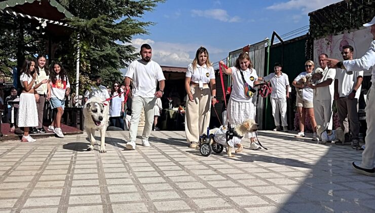 Ankara’da barınaklardan alınan 2’si engelli 19 köpeğin tamamı sahiplendirildi