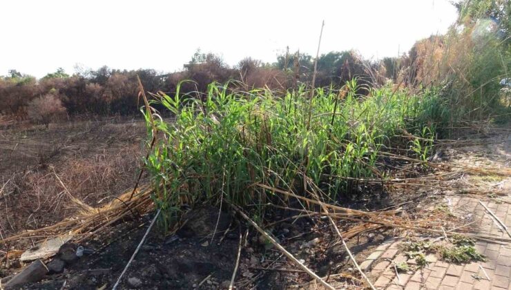 Antalya Manavgat’ta yangında yanan kargılar 3 hafta sonra yeniden yeşerdi
