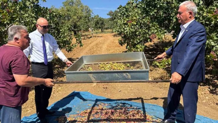 Araban’da 120 bin dönümde yeşil altın Antep fıstığı hasadı başladı