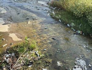 Aydın Efeler’de Tabakhane Deresi’ndeki çöpler çevre kirliliğine yol açtı