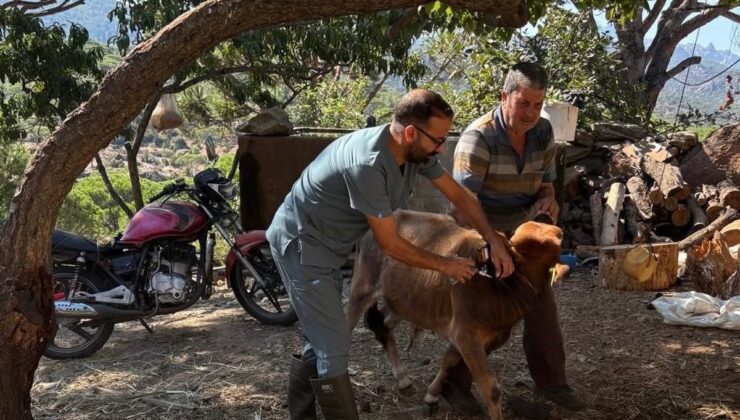 Aydın Söke’de büyükbaş hayvanlara sonbahar dönemi şap aşısı yapılıyor