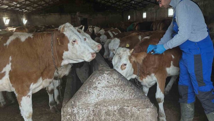 Aydıntepe’de şap aşılama çalışmaları Günbuldu ve Kavlatan dahil 7 köye ulaştı