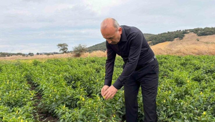 Balıkesir Karesi’de turşuluk biberiye hasadını Tarım ve Orman Müdürü Düzgün inceledi