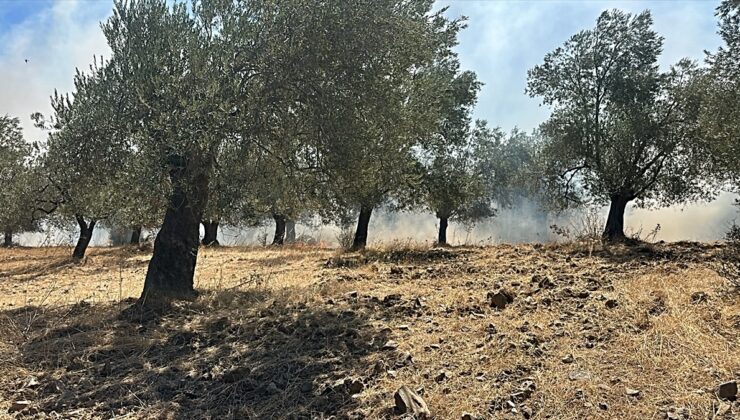 Balıkesir’de zeytinlikte çıkan yangın söndürüldü