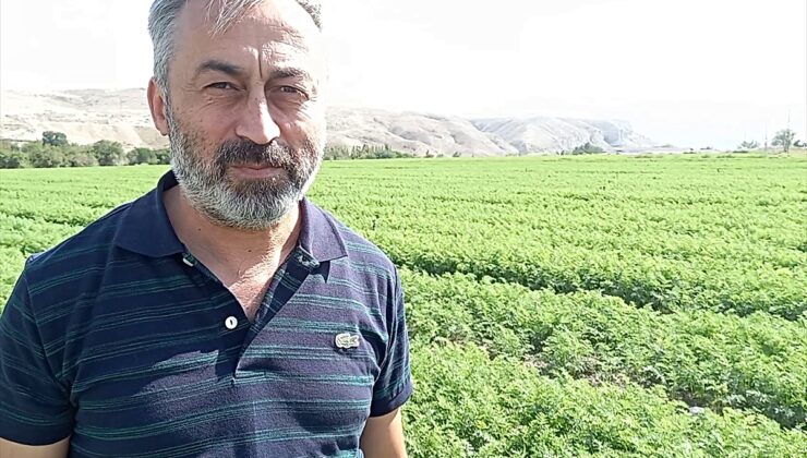 Beypazarı Ziraat Odası Başkanı, 612 bin 578 dekar alanda üretim yapıldığını bildirdi.