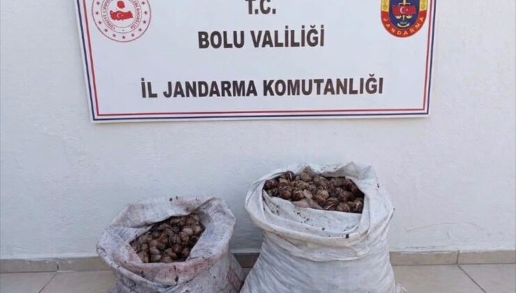 Bolu’nun Çobankaya köyünde izinsiz salyangoz toplayan 2 kişiye idari işlem uygulandı