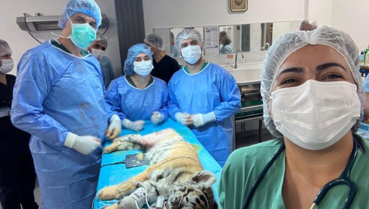 Bursa’da femur kırığı olan 3 aylık Amur kaplanı ameliyatla sağlığına kavuştu