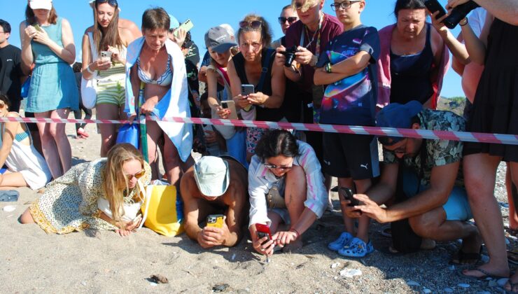 Çıralı’da caretta caretta sezonu sona erdi, 3 bin 458 yavru denizle buluştu