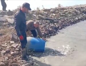 Edirne Meriç’te sulama kanalında mahsur kalan balıklar amatör balıkçılarca kurtarıldı