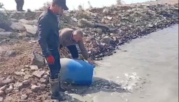 Edirne Meriç’te sulama kanalında mahsur kalan balıklar amatör balıkçılarca kurtarıldı