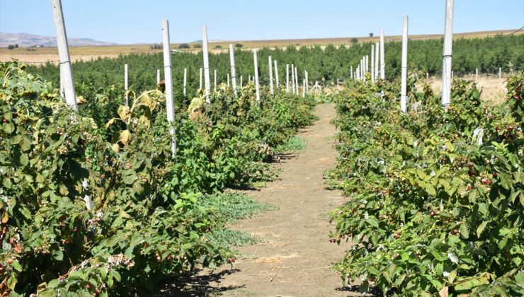 Edirneli Çiftçinin Ahududu ve Böğürtlen Başarısı