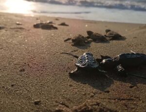 EKODOSD, Kuşadası Davutlar’da yuvada sıkışan 22 caretta yavrusunu denizle buluşturdu