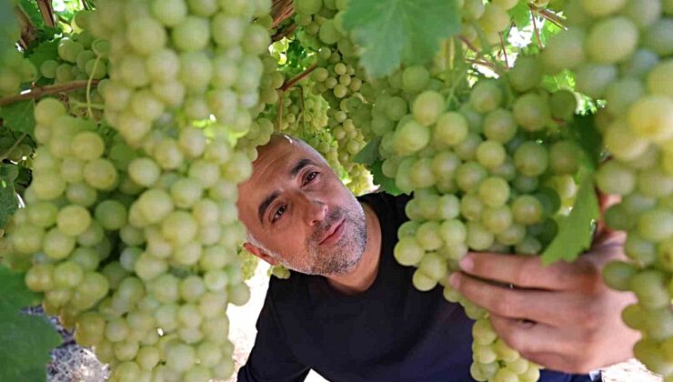 Elazığ Harput’ta üzüm üreticileri yüksek verimle 15-20 gün içinde hasada başlayacak