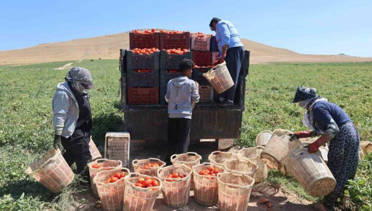 Elazığ’da 7 bin dönüm domates tarlasında mevsimlik işçiler sıcak altında çalışıyor