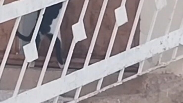 Elazığ’ın Çağlar köyünde kedi, kapı koluna asılan ipi çekip kapıyı açtı, içeri girdi