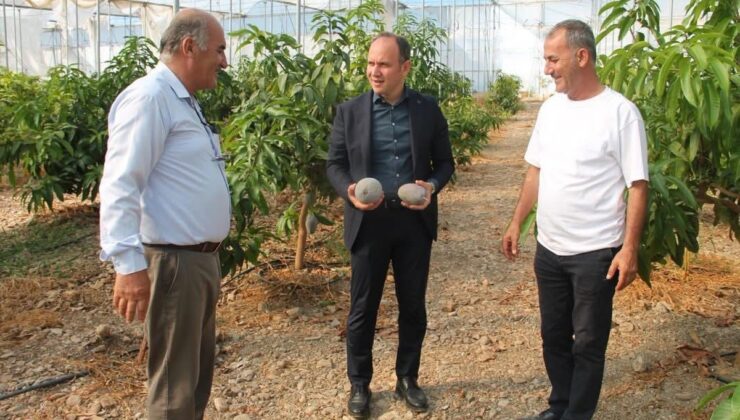 Erzin Kaymakamı Akpınar, avokado ve mango üretilen serayı ziyaret etti