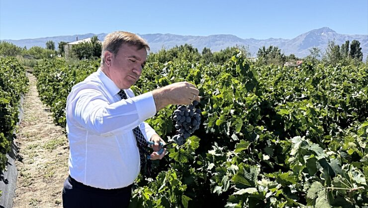 Erzincan Valisi Aydoğdu, Cimin üzümünün hasadına katıldı