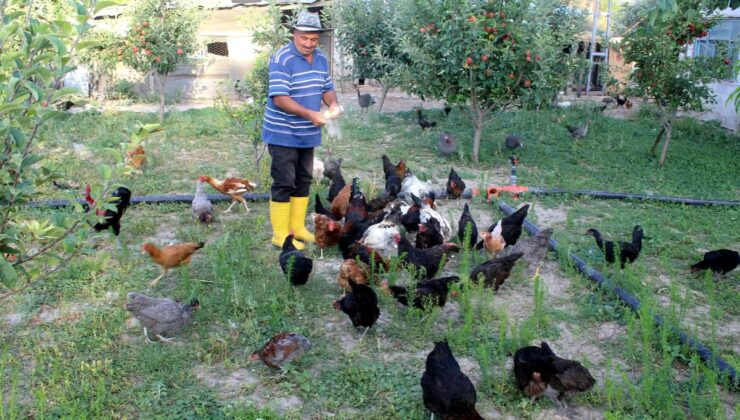 Esnaflığı bıraktı, çocukluk hayalini gerçekleştirdi: 300 hayvanı besliyor