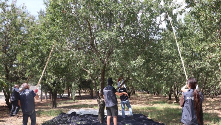 Gaziantep’te Kurtuluş Ormanı’nda badem hasadına yabancı gönüllüler katılıyor