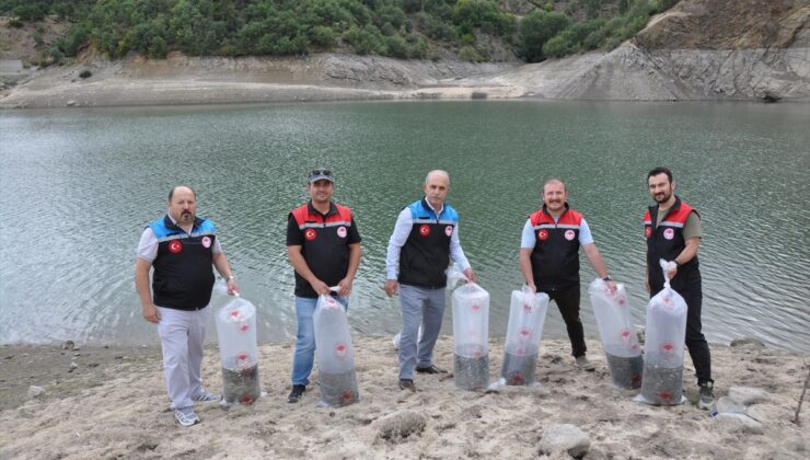 Gümüşhacıköy’de İmirler Barajı’na 50 bin sazan yavrusu bırakıldı