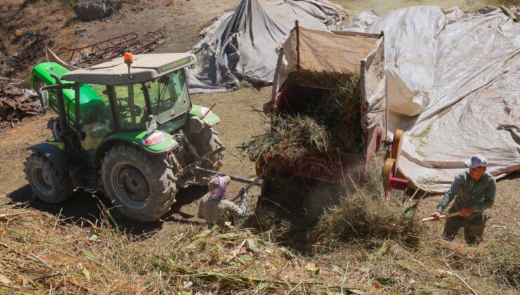 Hakkari’de çiftçiler 5 ay ahırda kalacak hayvanlara imeceyle yem hazırlıyor
