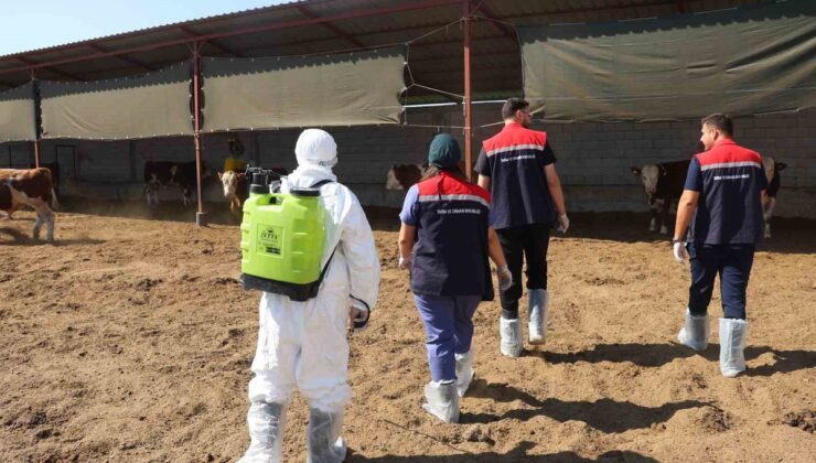 Iğdır’da hayvan hastalıklarına karşı aşılama ve dezenfeksiyon yoğunlaştırıldı