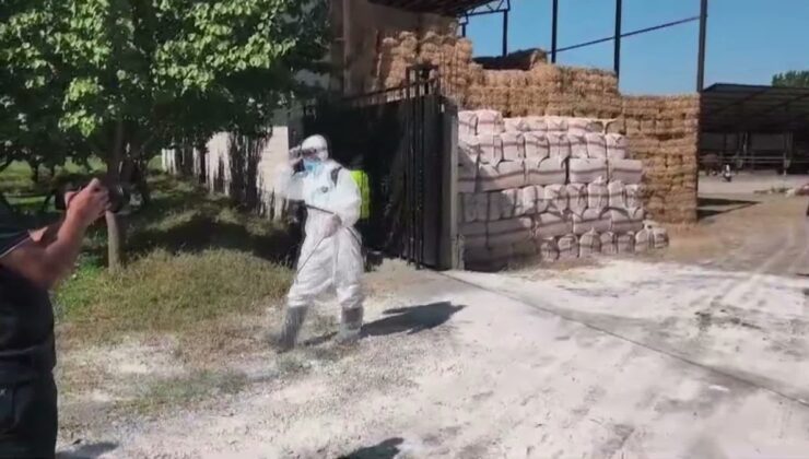Iğdır’da şap hastalığına karşı 60 binden fazla büyükbaş aşılandı