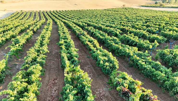 Isparta Yalvaç Kuyucak’ta üzüm hasadı başladı, bağ alanı 2 bin 500 dekara ulaştı