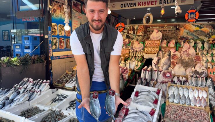 İstanbul’da av yasağı sonrası tezgahlarda palamut ve hamsi bolluğu yaşanıyor