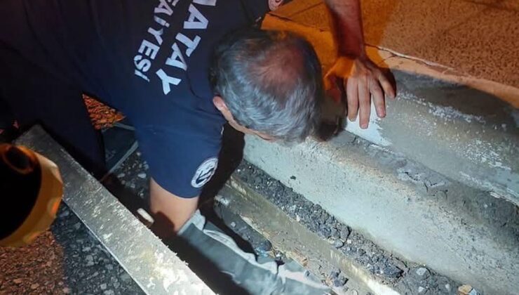 İtfaiye ekipleri Hatay İskenderun’da mahsur kalan hayvanları güvenle kurtardı