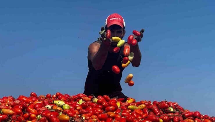 Karacabey’de çeltik suyuna karışan ilaç domateste 7 tona varan verim kaybı yarattı