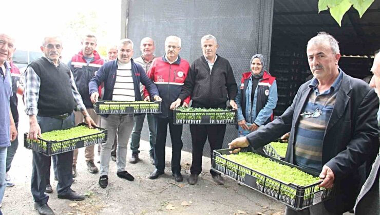 Kastamonu İnebolu’da 65 çiftçiye 88 bin 400 fide yüzde 75 devlet katkısıyla dağıtıldı