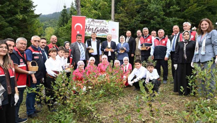 Kastamonu Şenpazar’da aronya hasadı başladı, yaklaşık 7 ton rekolte bekleniyor