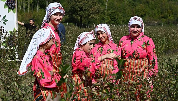 Kastamonu Şenpazar’da aronya hasadı yapıldı, 7 ton rekolte bekleniyor