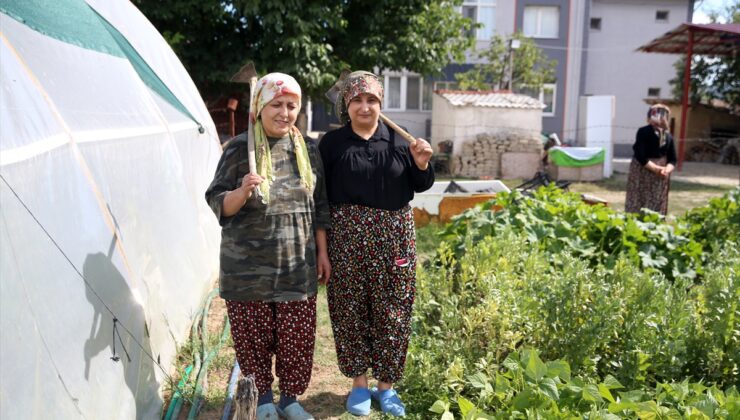 Kastamonu’da 120 kediye bakan kadın: Kanseri onlar sayesinde atlattığımı düşünüyorum