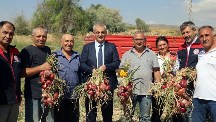 Kılıçlar Soğanı Hasadı Gerçekleştirildi