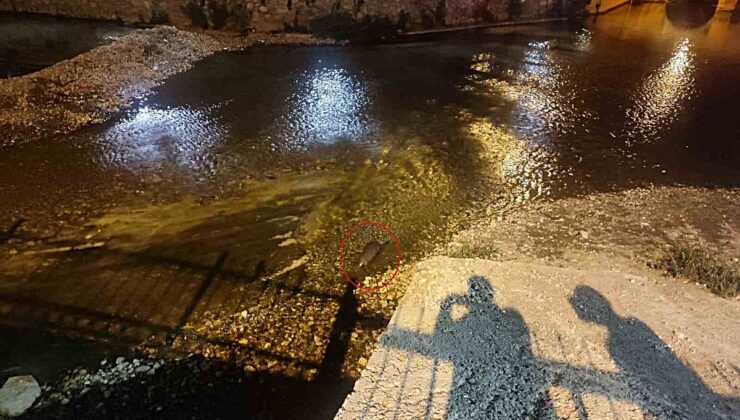 Konya Bozkır’da Çarşamba Çayı’nda su samuru ailesi görüntülendi