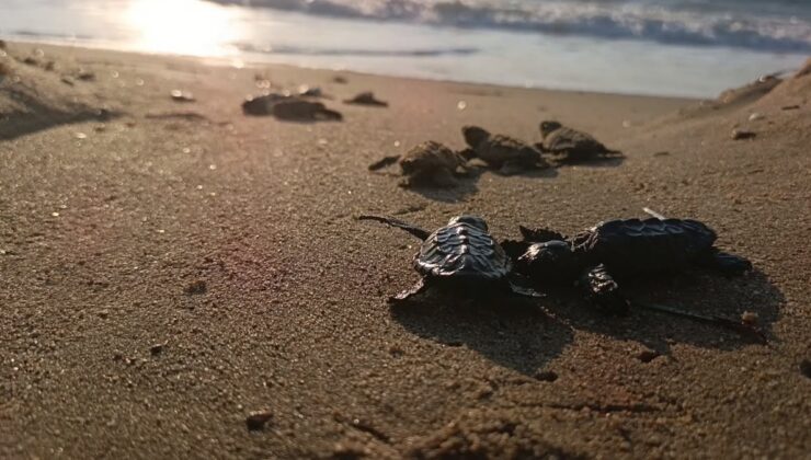 Kuşadası’nda sel suları altında kalan caretta yuvasından 67 yavru denize ulaştı