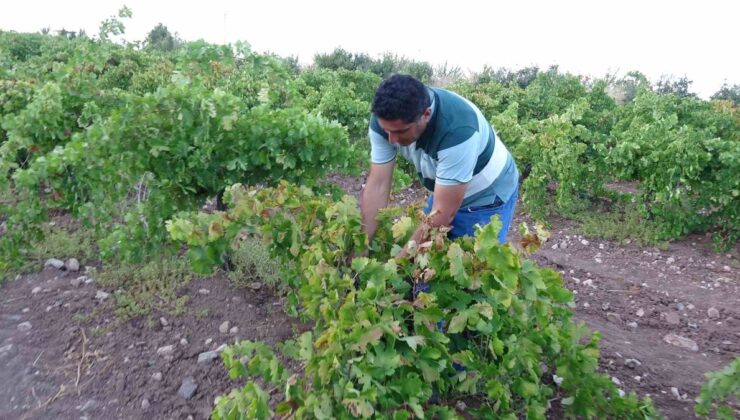Malatya Hekimhan’da üzüm hasadı üreticiyi sevindirdi, kurutmalık 600 TL’den satıldı